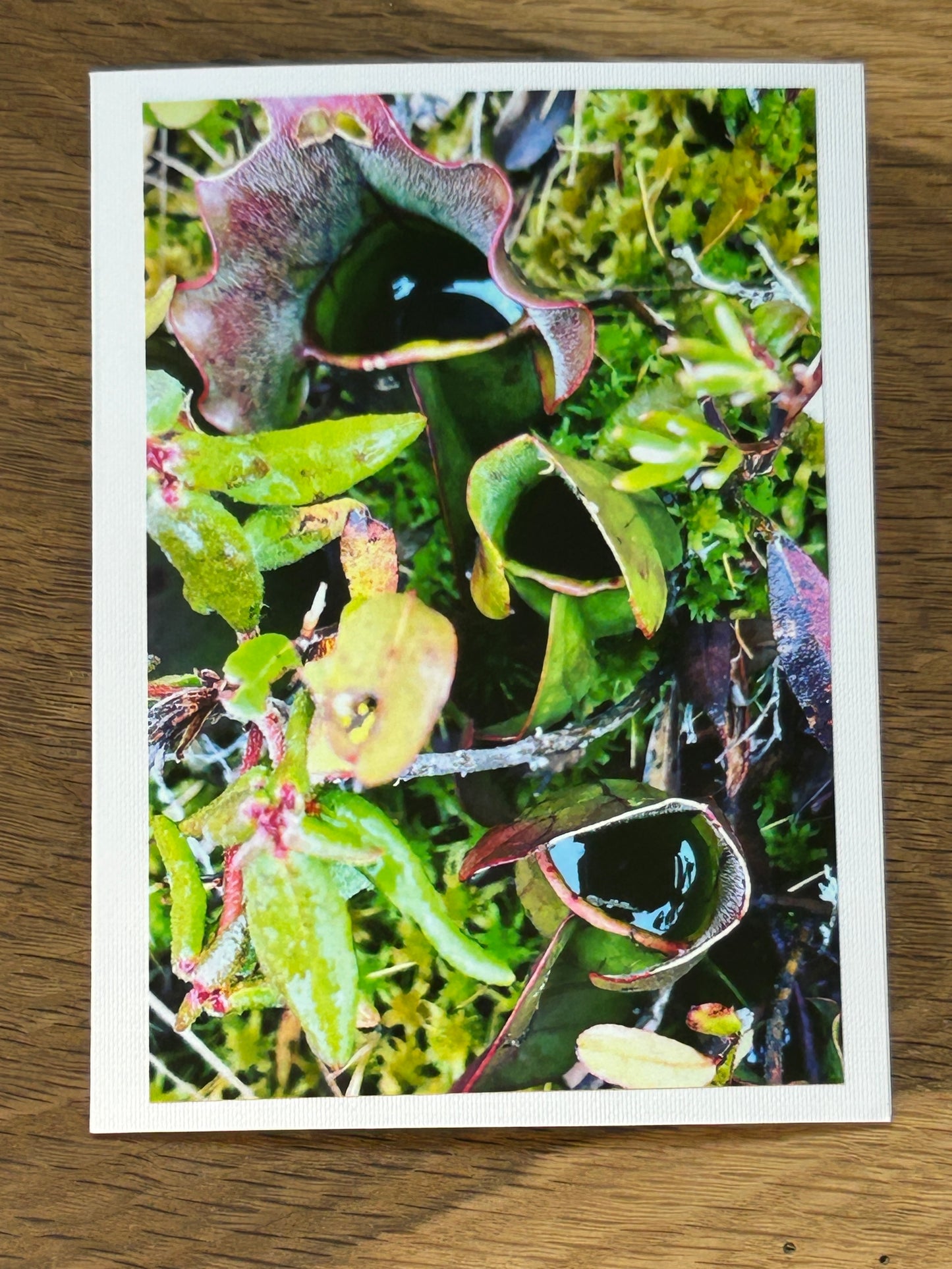 Gunflint Trail, Minnesota.