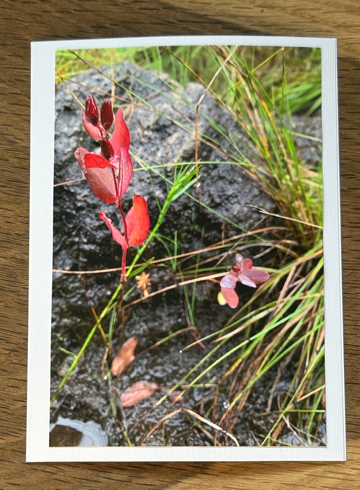 BWCA, Minnesota.